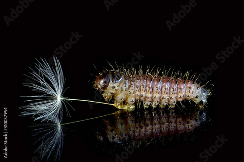 Macrophotography. Caterpillar and dandelion on a black background with reflection.