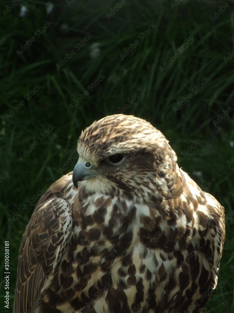 ptactwo, jastrząb, jastrząb, belfer, zwierzak, orzeł, drapieznik, charakter, rój, augen, dzika, dzika natura, ptak drapieżny, braun, pierze, ptak drapieżny, myśliwego, portret, glow, pierze, skrzydła,