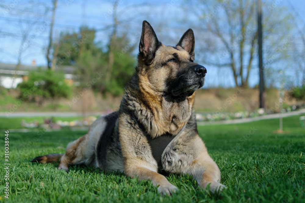 german shepherd dog in yard