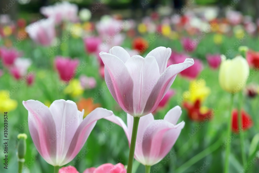 Blooming tulips in spring against the background of nature, park, flowers, season of spring, in a natural environment Blooming tulips in spring against the background of nature, park, flowers, season of spring, in a natural environment