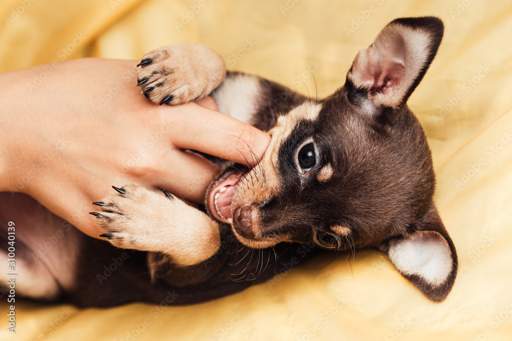 Toy terrier puppy plays with a man finger, bites him