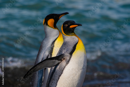 A pair of king penguins along the shore of South Georgia Island in the Southern Ocean