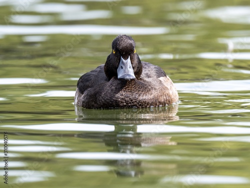 Black and white duck with expressive eyes hanging out in the lake observing its surroundings photo