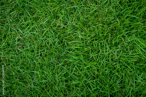 Top view of Nature green grass background. Garden grass texture.