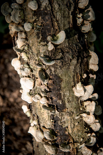 fungis mushhrooms growing on a tree