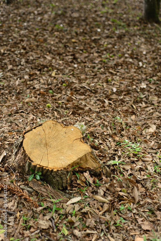 tree stump tree stump