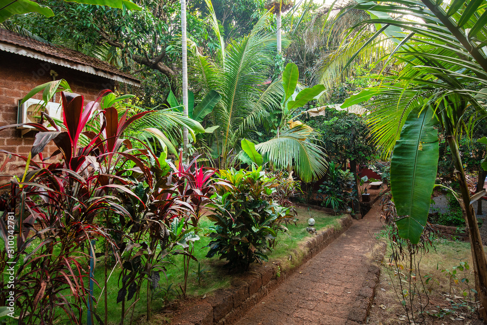 Garden on territory of small hotel at South  India,