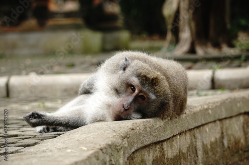lazy monkey