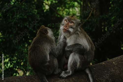 two monkeys  © Sigourney