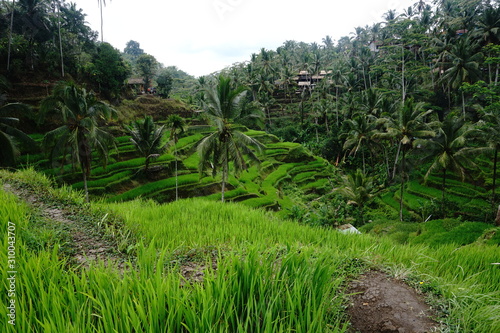 greenery and rice fields