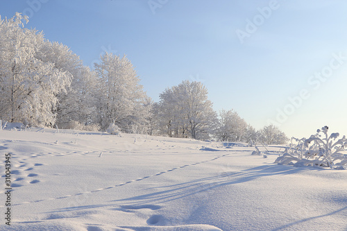 Russian winter, after snowfall, tree branches are covered with snow and sparkle in the sun, snowdrifts knee-deep, off-road. It is a beautiful winter background.