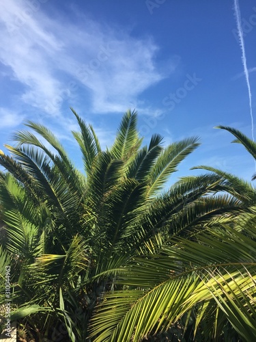 Palms of Nice