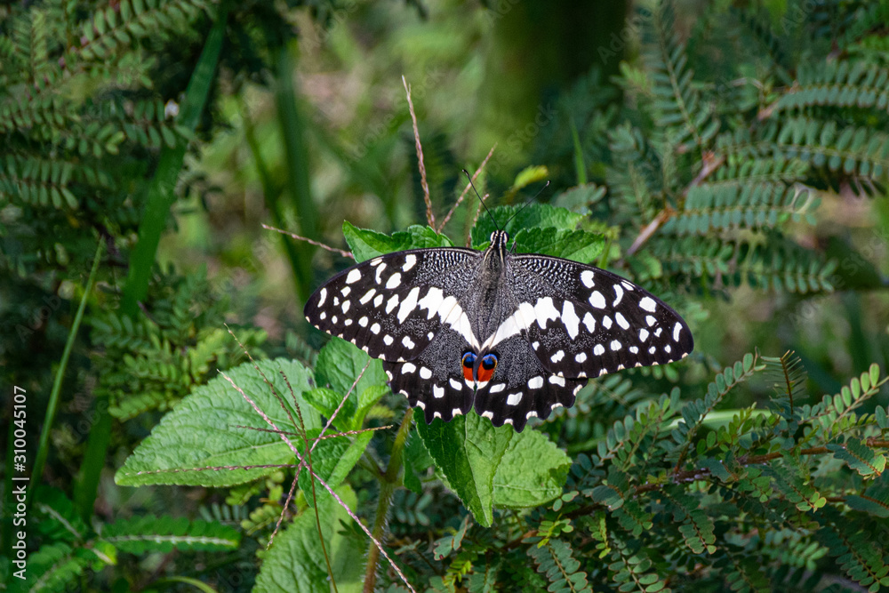 Citrus swallowtail or Christmas butterfly (Papilio demodocus) on green vegetation, Entebbe, Uganda Citrus swallowtail or Christmas butterfly (Papilio demodocus) on green vegetation, Entebbe, Uganda