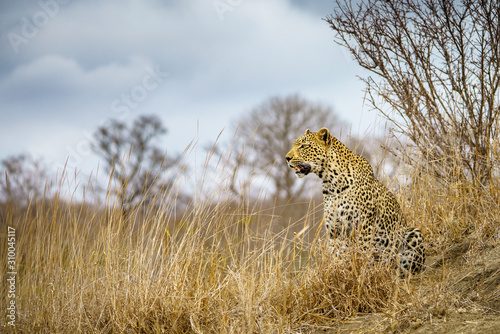 leopard in kruger national park, mpumalanga, south africa 43