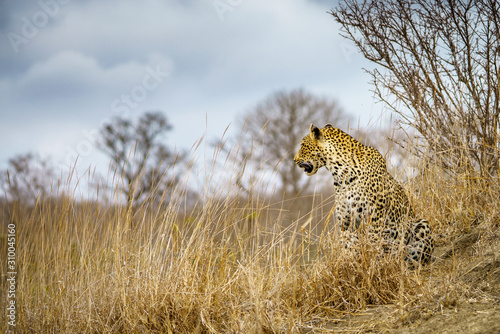 leopard in kruger national park, mpumalanga, south africa 46 © Christian B.