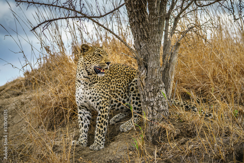 leopard in kruger national park  mpumalanga  south africa 105