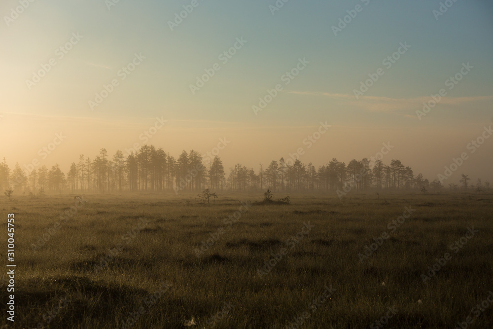 foggy morning over marsh