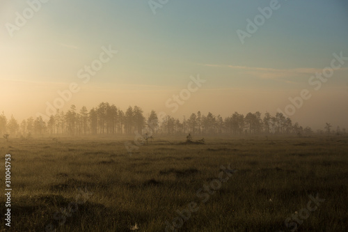foggy morning over marsh