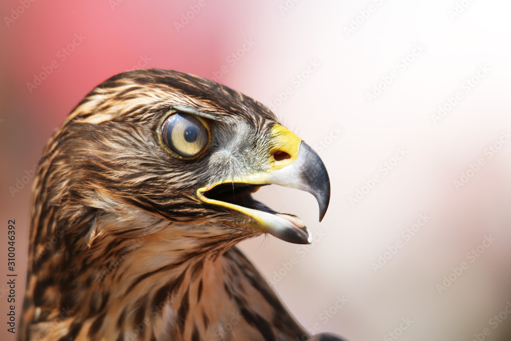 Head of adult goshawk. Falconry.