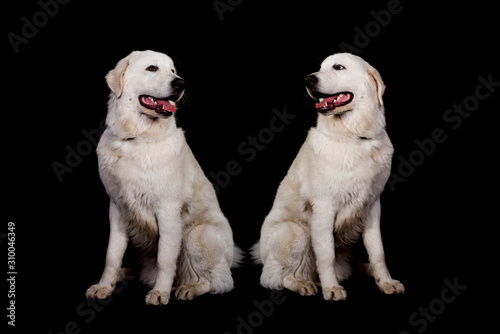 cute two dogs Maremma and abruzzes sheepdog isolated on black