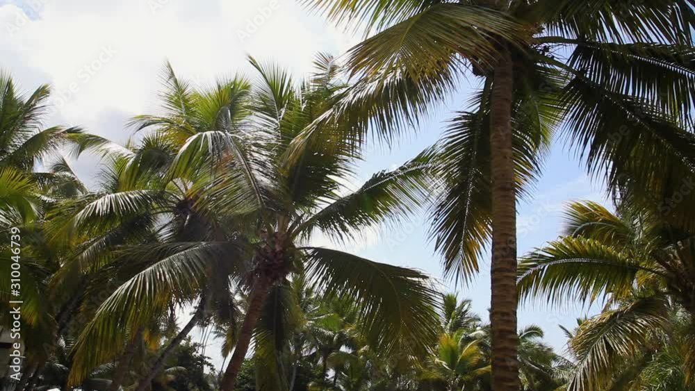 palm tree on background of blue sky palm tree on background of blue sky