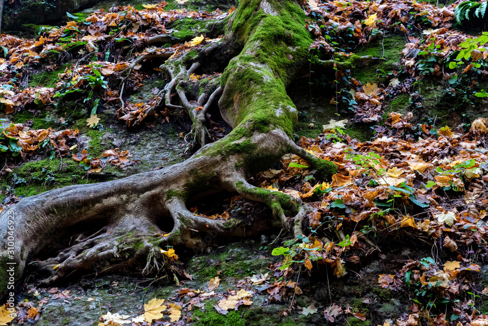 Autumn forest view with fallen leaves and green moss Autumn forest view with fallen leaves and green moss