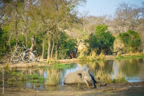 white rhino at a pond in kruger national park, mpumalanga, south africa 20