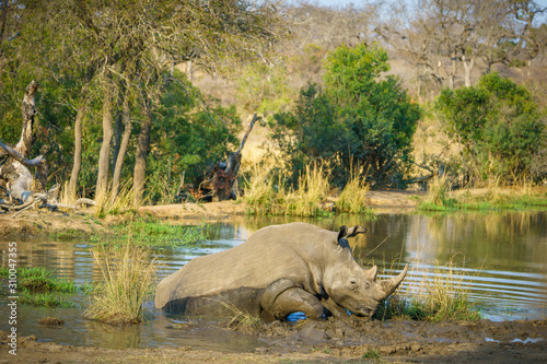 white rhino at a pond in kruger national park, mpumalanga, south africa 53