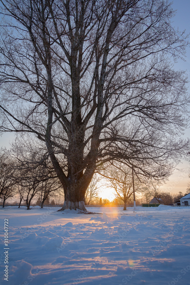 Obraz premium winter landscape with trees in winter
