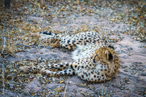 cheetah in kruger national park, mpumalanga, south africa