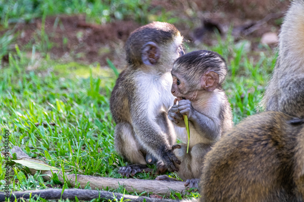 Infant vervet monkey (Chlorocebus pygerythrus) curious about a leaf in Entebbe, Uganda Infant vervet monkey (Chlorocebus pygerythrus) curious about a leaf in Entebbe, Uganda