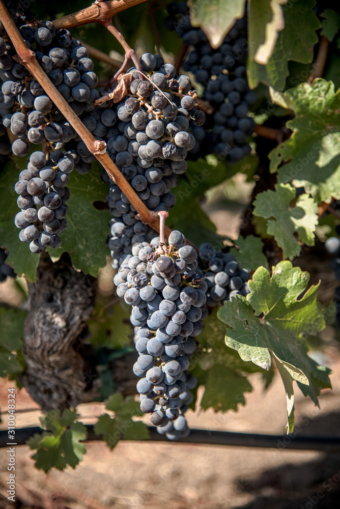 Fototapeta premium grapes on a vine
