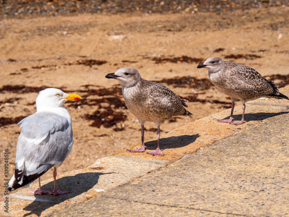 Three seagulls sitting on a stone fence with a sand beach in background.