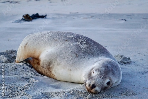 seal on the beach