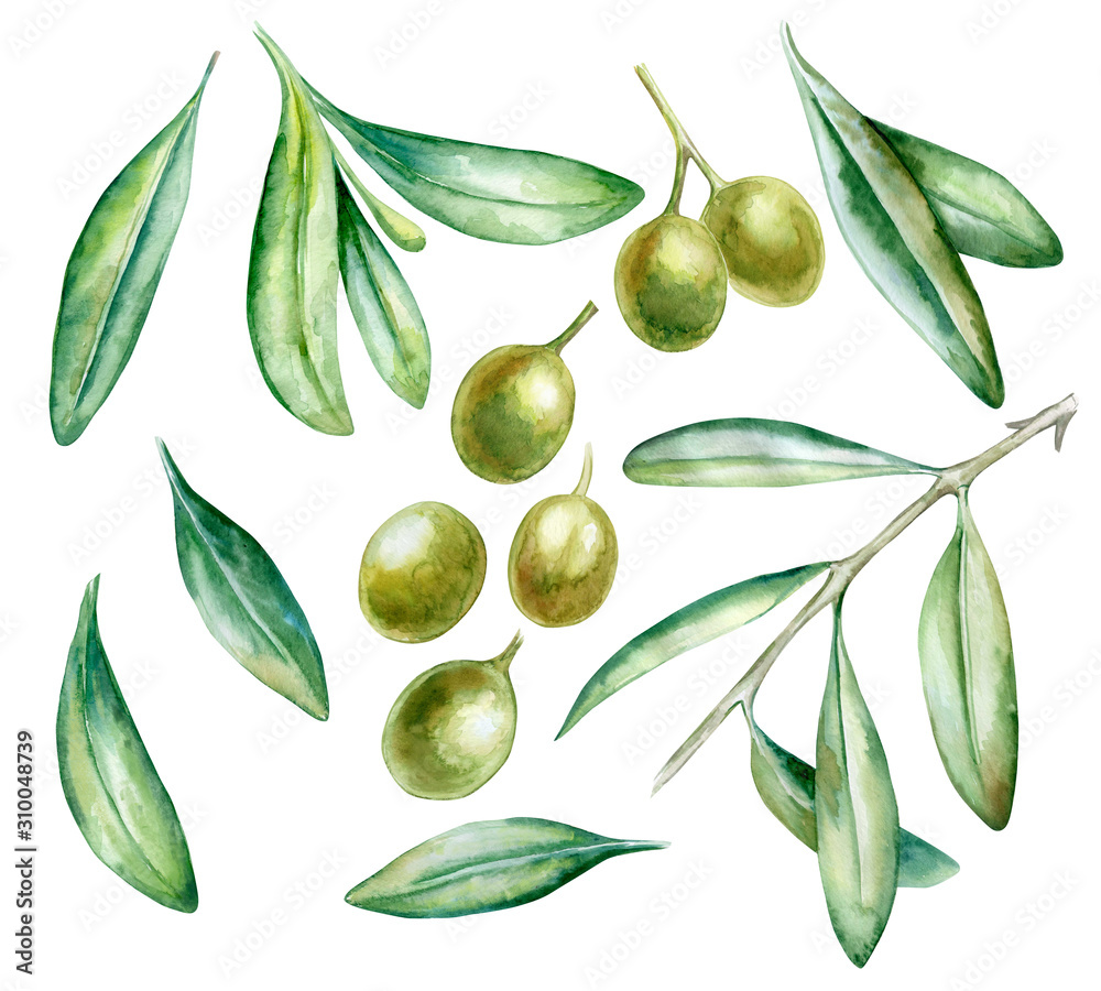 Watercolor hand drawn green olive branch with leaves  isolated on a white background. Hand painted watercolor illustration. Realistic botanical art. Template. Close-up. Clip art.