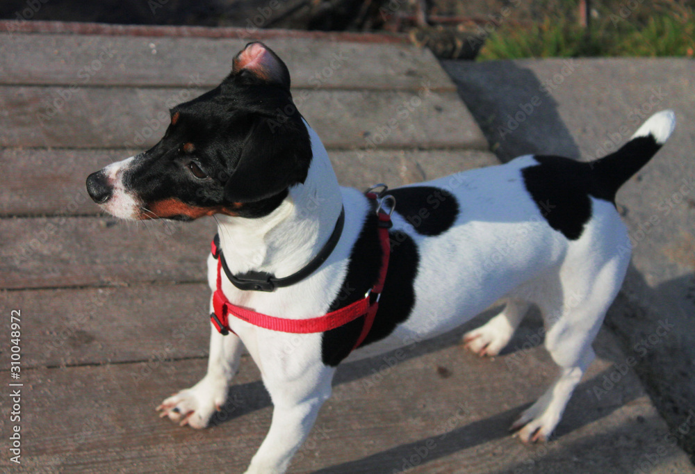 Cheerful dog Jack Russell Terrier white with black spots in a red bib stands on a wooden masonry. Cheerful dog Jack Russell Terrier white with black spots in a red bib stands on a wooden masonry.