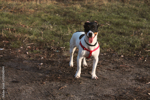 Cheerful dog Jack Russell Terrier white with black spots in a red bib stands on a background of grass on the ground.
