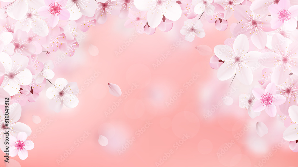 Blossoming light pink sakura flowers. Realistic cherry flowers