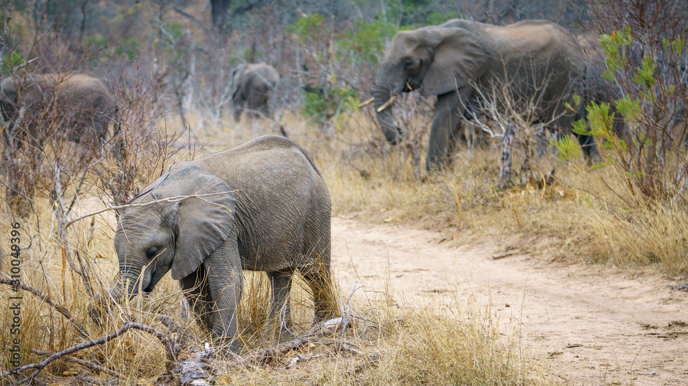 Fototapeta premium elephants in kruger national park, mpumalanga, south africa