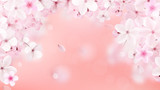 Blossoming light pink sakura flowers. Realistic cherry flowers