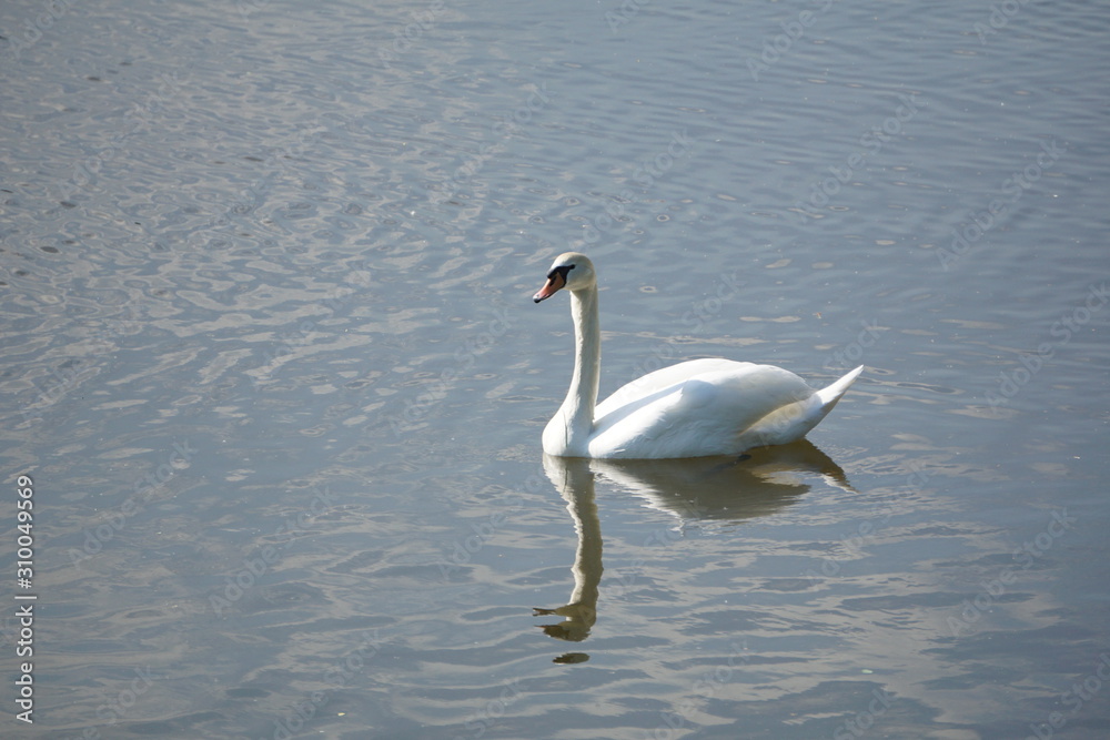 Fototapeta premium Swan 