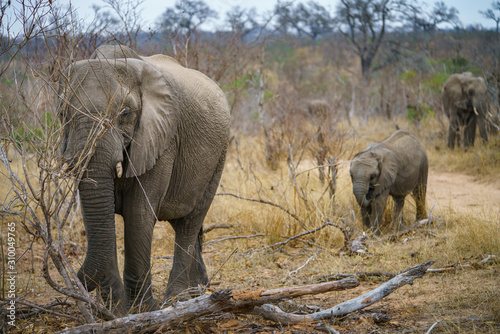 elephants in kruger national park  mpumalanga  south africa