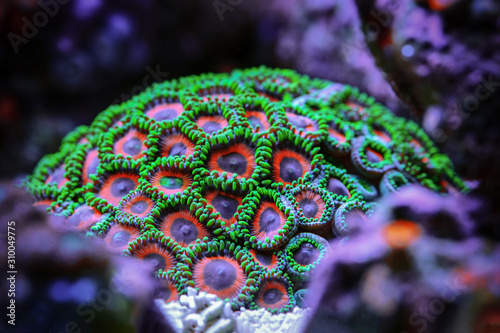 Underwater world.  Zoantharia coral polyps detachment. photo