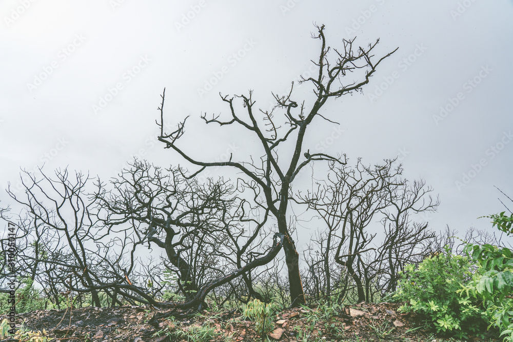 Fototapeta premium Dry trees in a cloud day