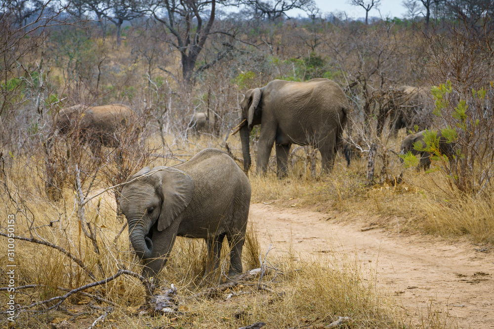 elephants in kruger national park, mpumalanga, south africa