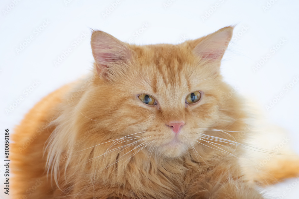 Adult Orange Persian Maine Coon Mix Cat Breed.