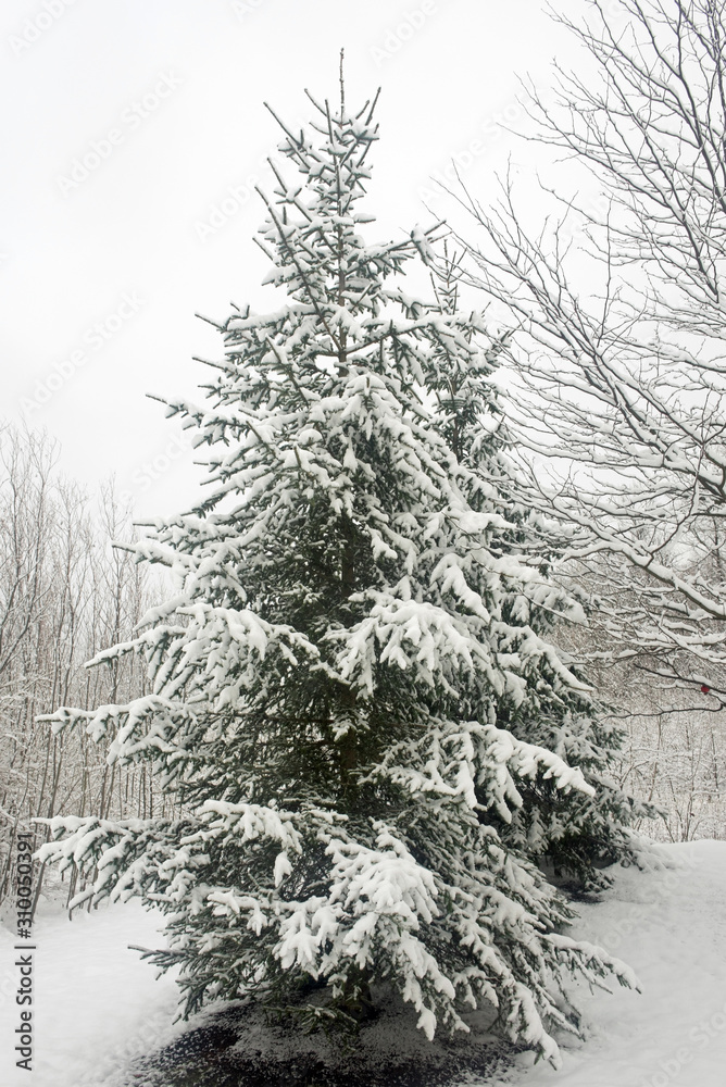 Snow-ladened Evergreen Tree in Winter
