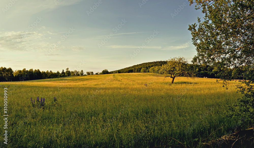 Obraz premium Einsamer Baum im Feld
