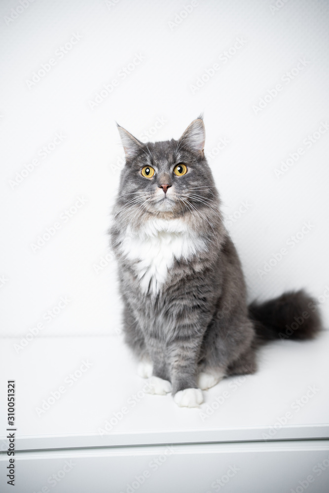 portrait of an adorable fluffy blue tabby white maine coon cat sitting on cupboard looking at camera