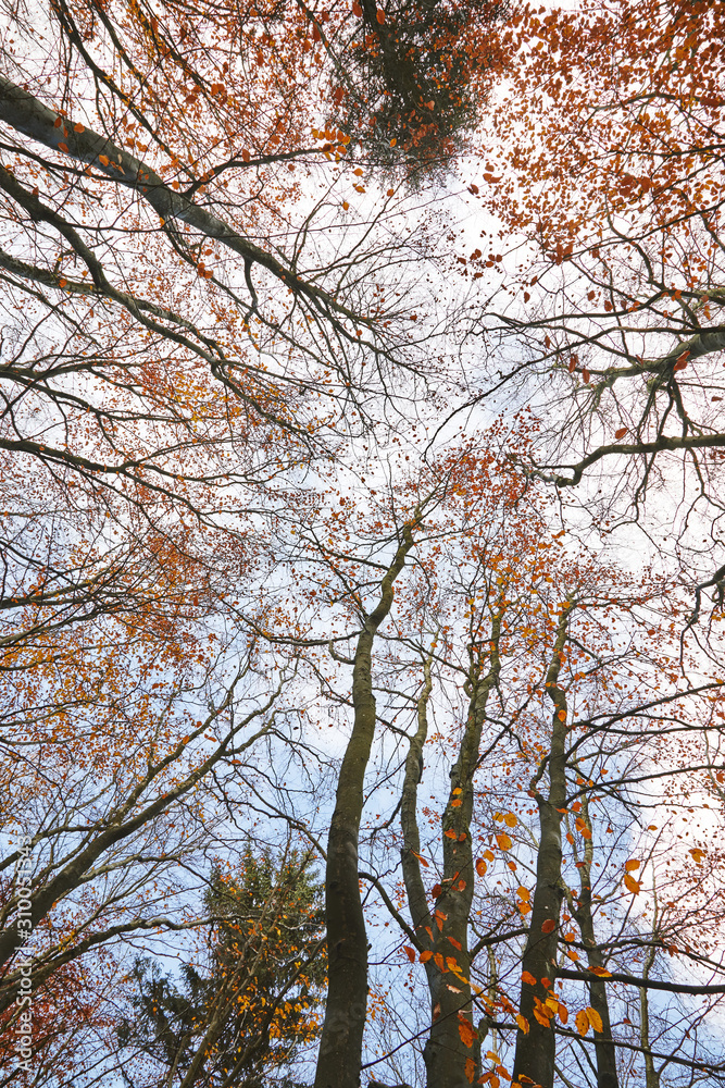 Forêt Eiffel (Allemagne) Forêt Eiffel (Allemagne)